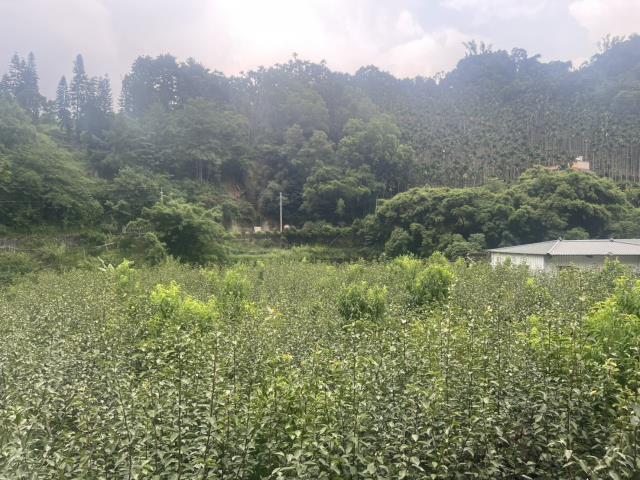 東勢農地-1