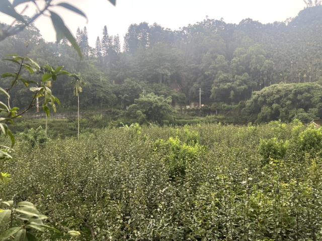 東勢農地-5