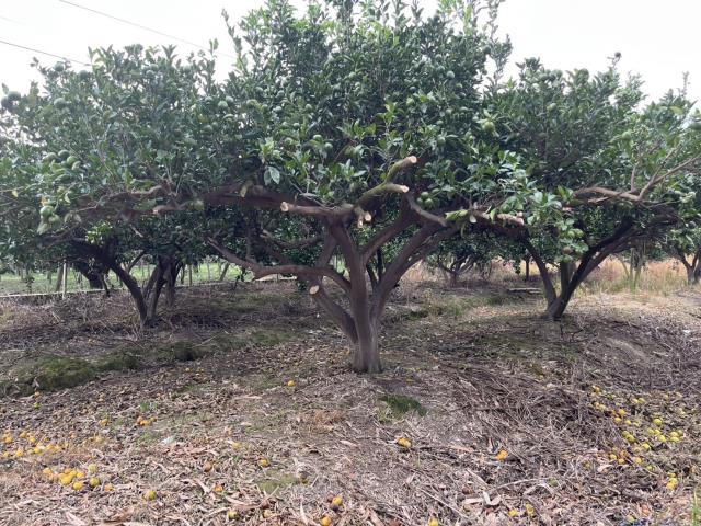 台中東勢農地-9