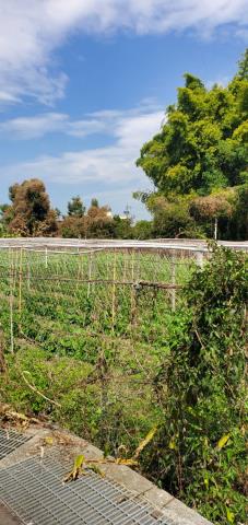 台中東勢農地-1