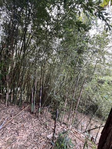 台中東勢農地-2